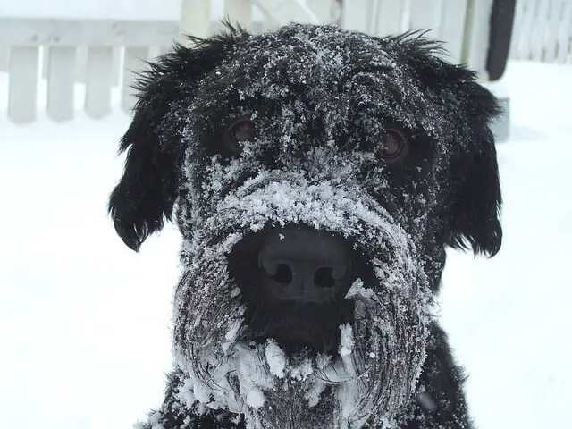 dog on snow