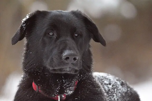 dog on snow