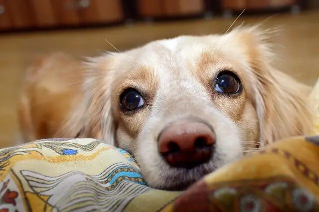 dog on sofa