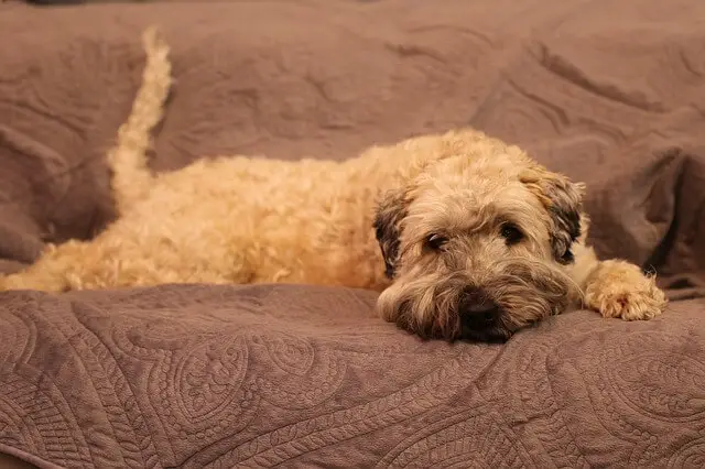 dog on sofa