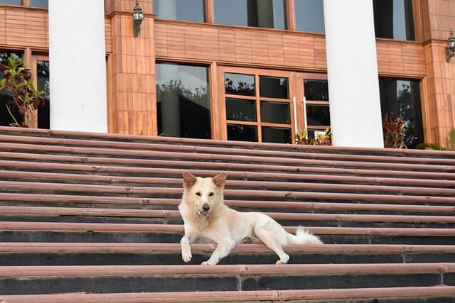 dog on stairs