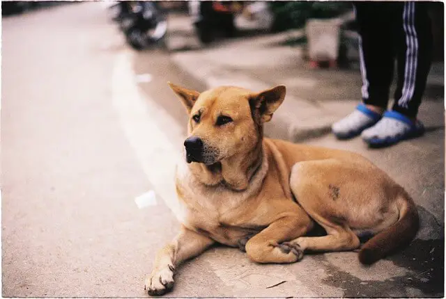 dog on street