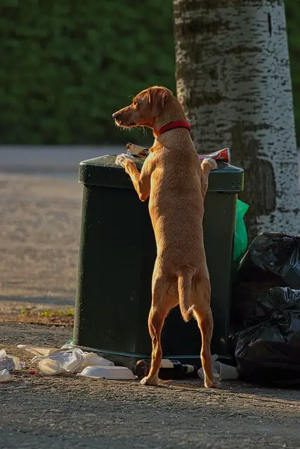 dog on trash can
