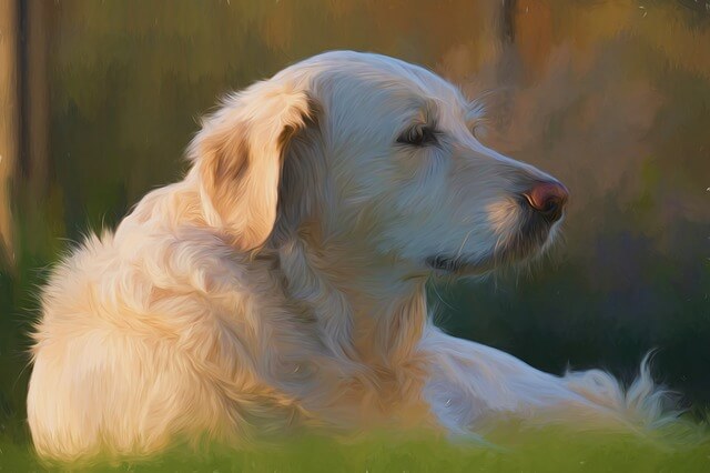 dog painting