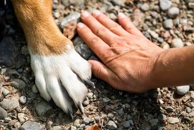 dog-paw