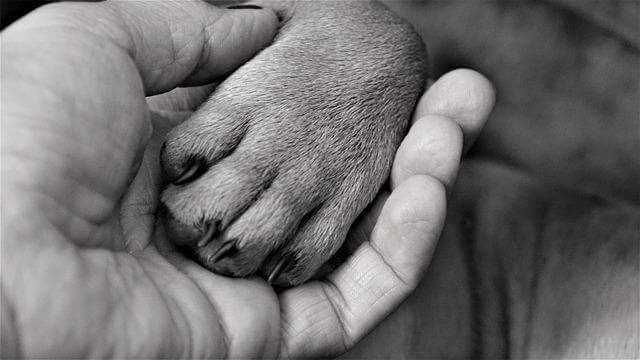 dog paw and human hand