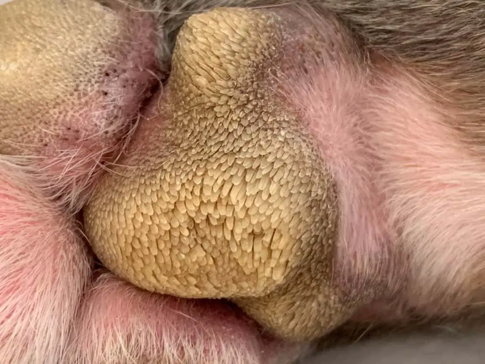 dog-paw hyperkeratosis