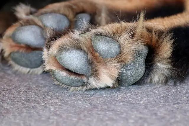 dog-paw