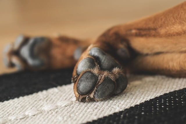 dog paws