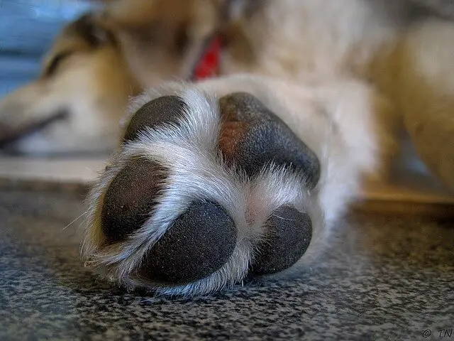 primer plano de las patas del perro