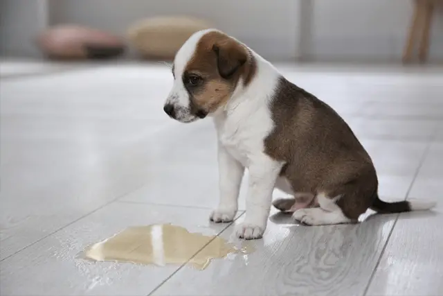 orina de perro en casa