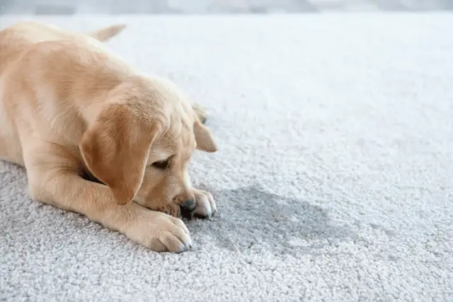 orina de perro en casa