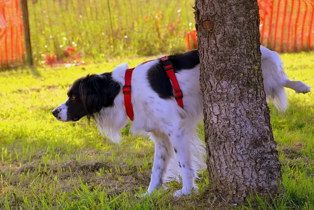 dog peeing on tree