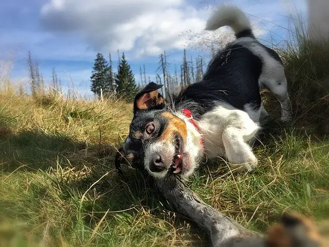 perro jugando