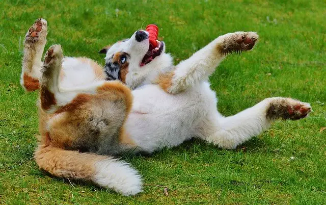 dog playing on grass