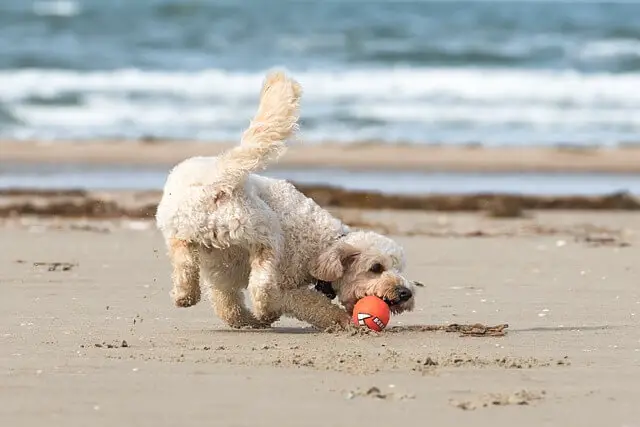 perro jugando en la playa