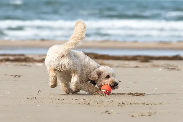 dog playing with a ball on the beach