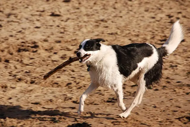 perro jugando con un palo