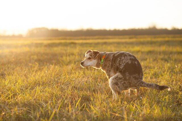 dog pooping on grass