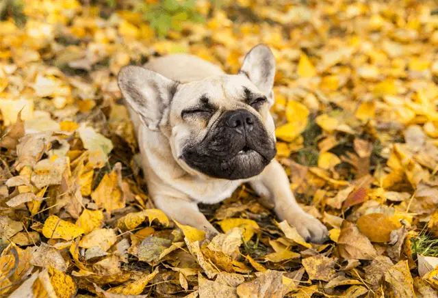 dog reverse sneeze