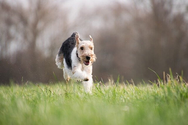 dog running