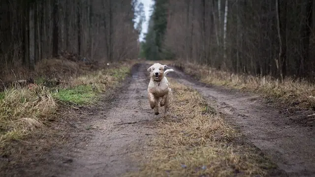 pas u trku