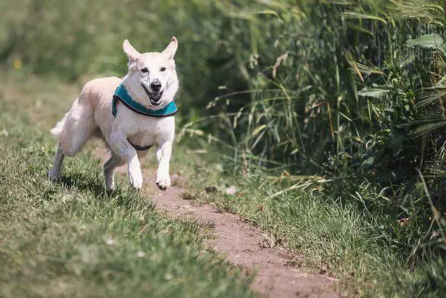 dog running away