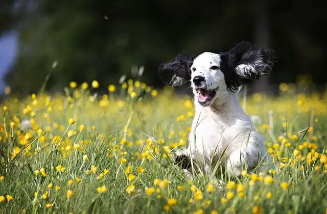 dog running in a meadow