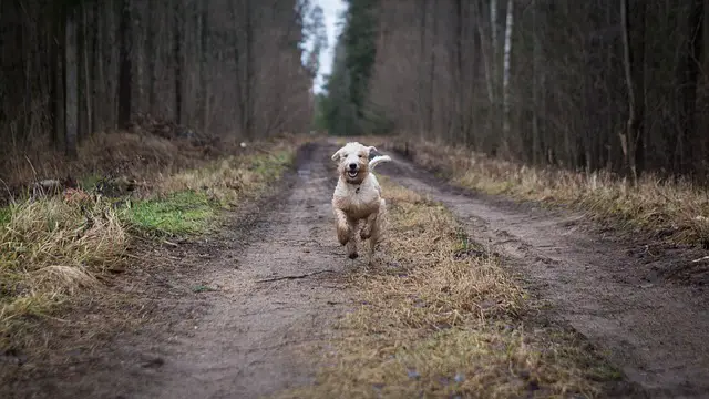 dog running in forest