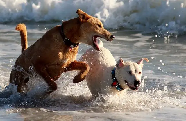 dog running in ocean
