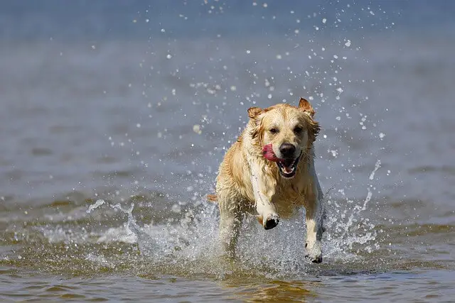 dog running in sea