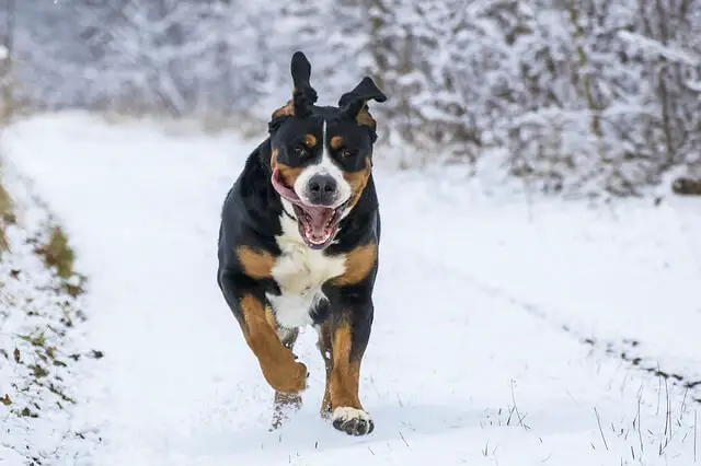 pas trči na snijegu