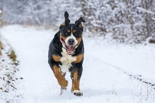 dog running in snow