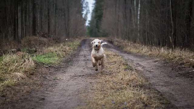 perro corriendo en el bosque