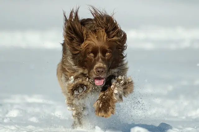 dog running