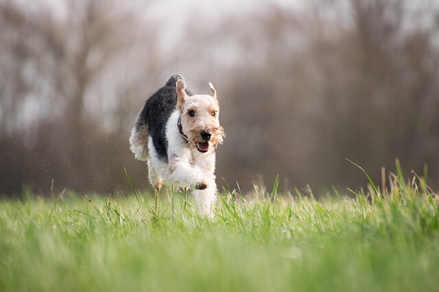 dog running on grass