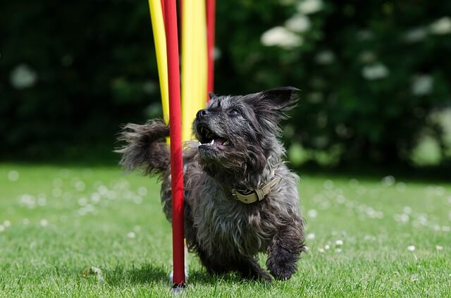 dog running slalom