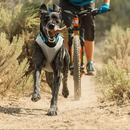 dog running with a cooling vest