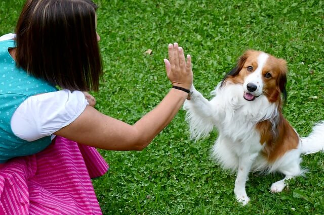 dog shakes hand