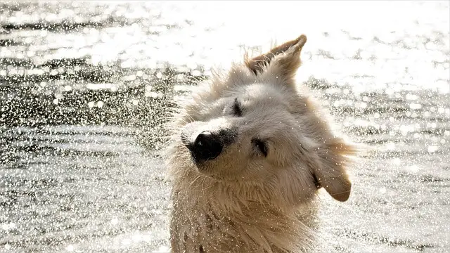 dog shaking head