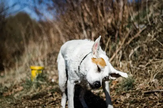 dog shaking head