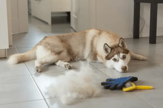 dog shedding