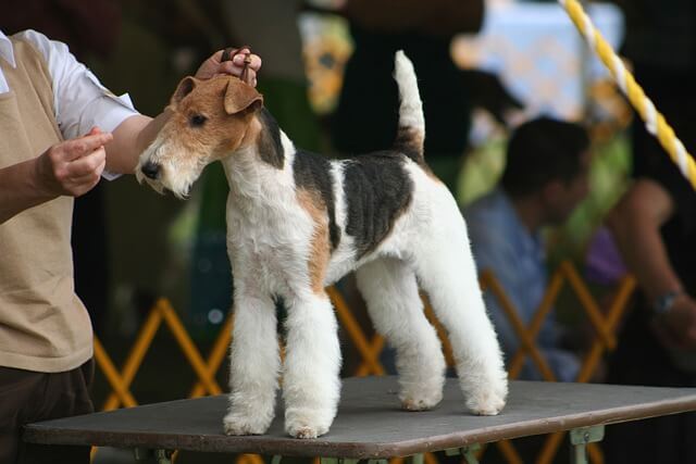 dog show grooming