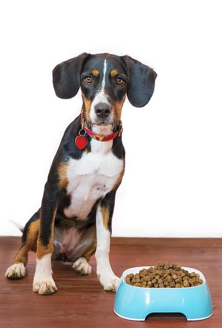 Perro sentado al lado de la comida