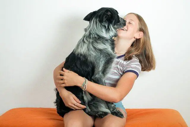 dog sitting on a girl's lap