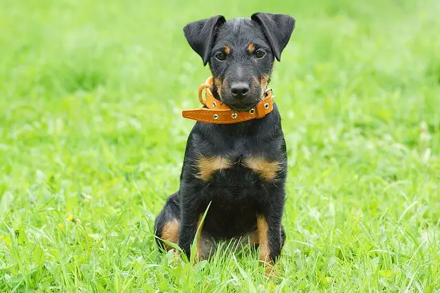 dog sitting on grass