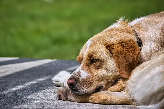 dog sleeping