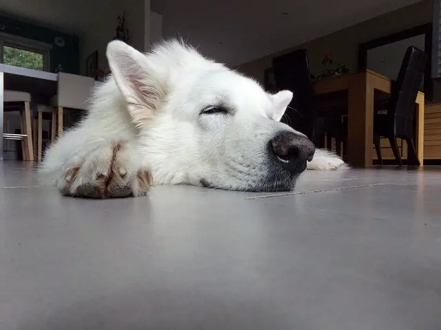 dog sleeping