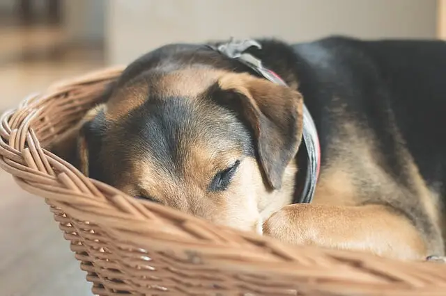 dog sleeping in basket