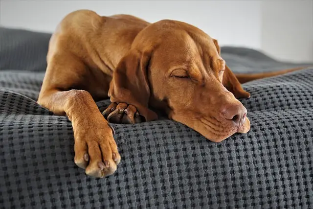 perro durmiendo en la cama